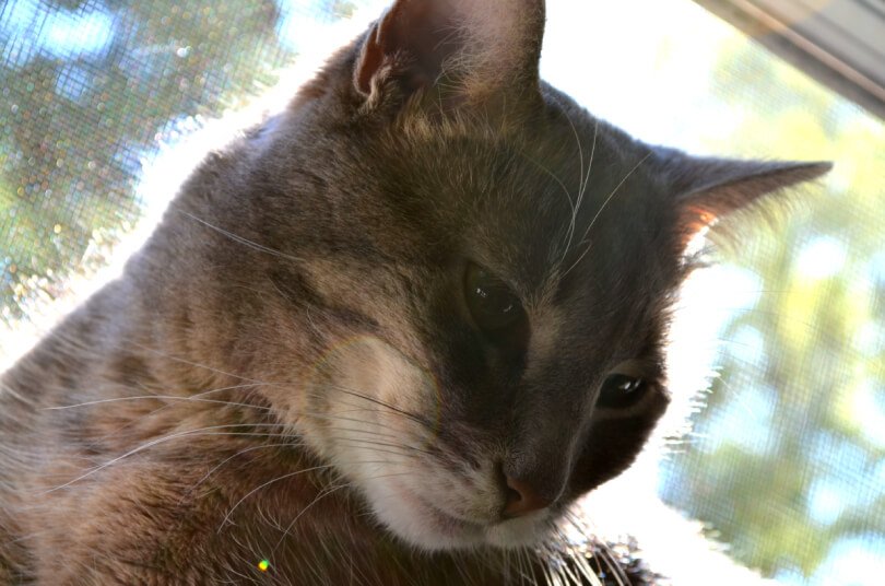 Inky, aka "Little Moo" - closeup photograph - Fruit-Powered