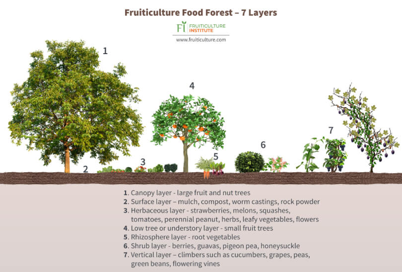 Fruiticulture food forest - Fruit-Powered