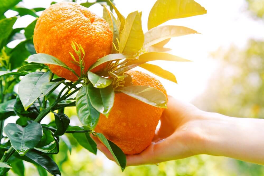 Hand reaching for citrus on a tree - Fruit-Powered