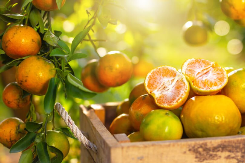 Oranges in an orchard and basket - Fruit-Powered