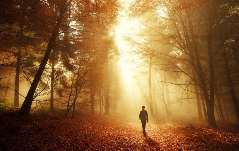 Forest bathing - enjoy the beauty and health benefits of nature - man walking in the woods in autumn - Fruit-Powered
