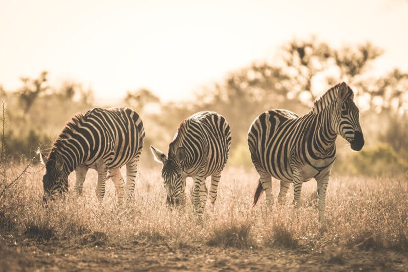 Why you should go vegan for the environment - zebras grazing - Fruit-Powered
