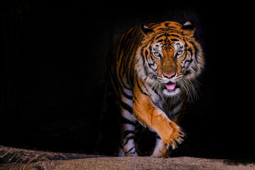 Are humans really omnivores - tiger roaring - Fruit-Powered
