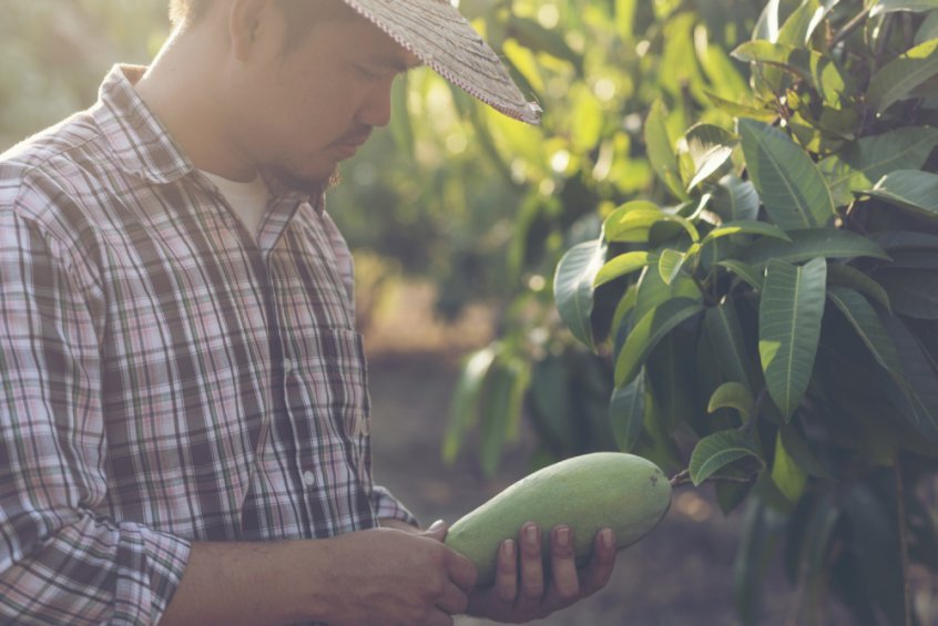 Importance of eating organic fruit - farmer inspecting mango in an orchard - Fruit-Powered