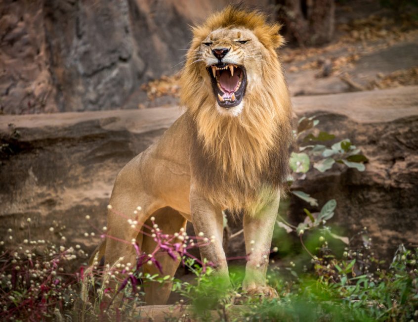 Are humans really omnivores - lion roaring - Fruit-Powered