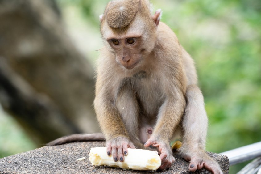 Are humans really omnivores - monkey eating banana - Fruit-Powered