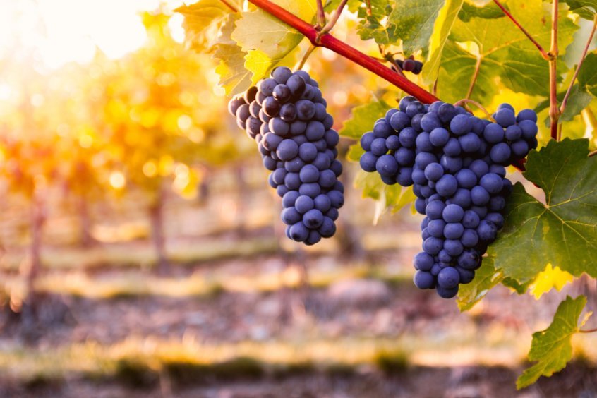 Juicing dos and don'ts - grapes growing on a vine - Fruit-Powered