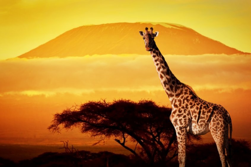 Make every day Earth Day to save the planet - giraffe at sunset - Fruit-Powered